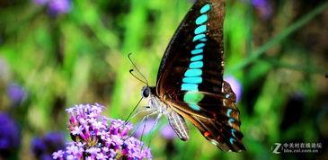 国产采精小蝴蝶,探寻自然之美与科技创新的完美融合